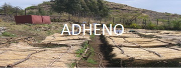 Logo ADHENO